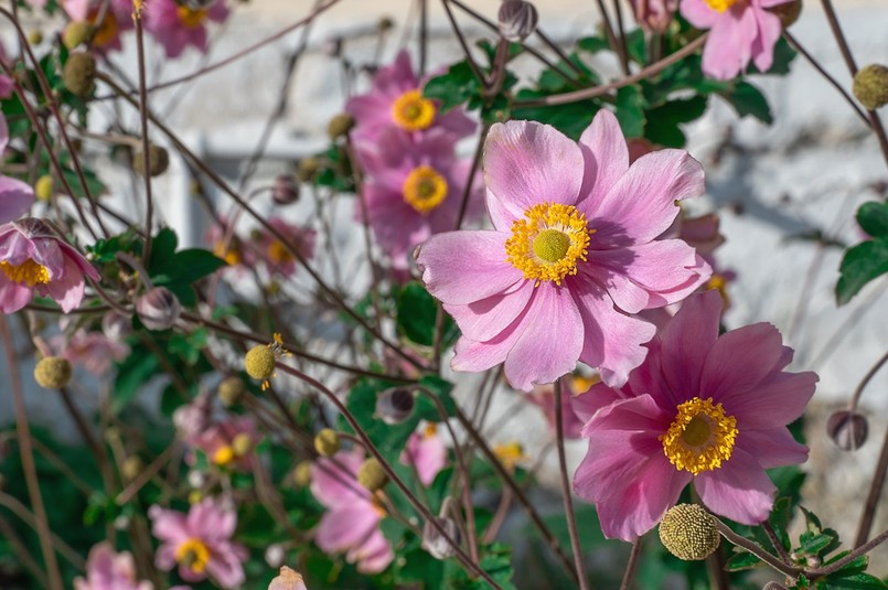 zawilce japońskie kwitną jesienią