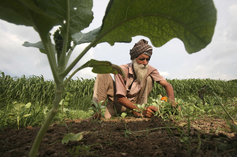 A farmer works in a cabbage field at Mananna village