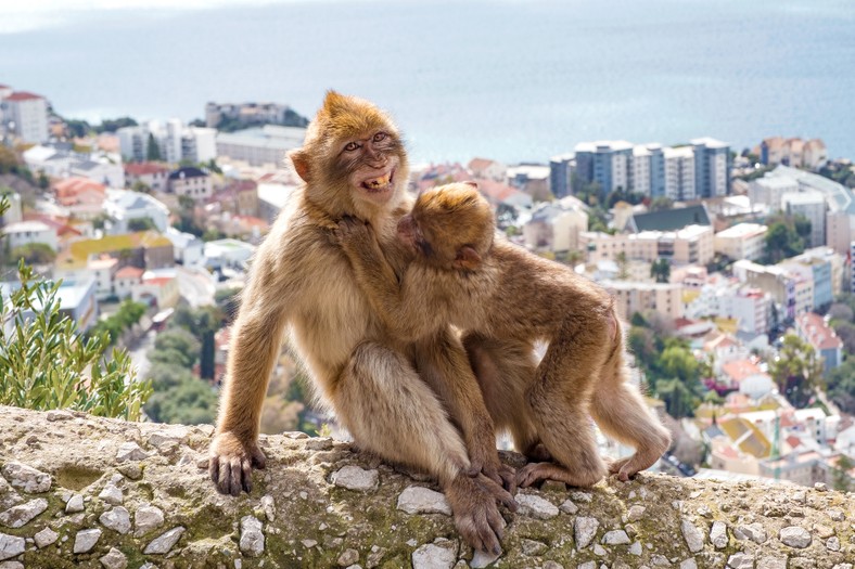 Makaki berberyjskie z Gibraltaru