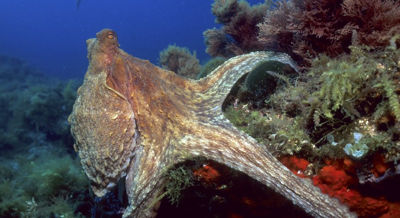 An octopus in the Mediterranean Sea.Kurt AMSLER/Gamma-Rapho via Getty Images