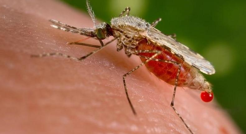 An Anopheles stephensi mosquito obtains a blood meal from a human host through its pointed proboscis in this undated handout photo obtained by Reuters November 23, 2015.    REUTERS/Jim Gathany/CDC/Handout via Reuters