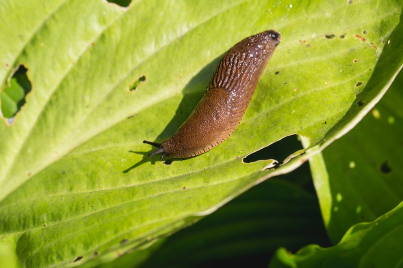 Ślimak ślimaki bez muszli nagie nagi Large,Red,Slug,(,Arion,Rufus,),Attack,Leaf,Of