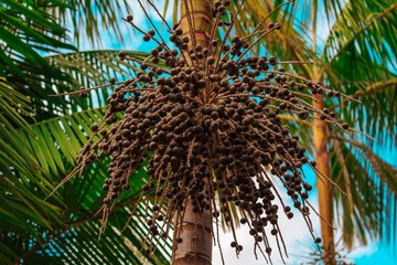 Az acai pálma az Amazonas vidékén, Brazíliában őshonos, az ottani bennszülöttek egészségmegőrző, betegségmegelőző és vitalizáló tulajdonságai miatt az „élet fájának” nevezik. Évszázadok óta különböző fertőzések, paraziták és hasmenés ellen használják, a péppé zúzott bogyókkal bőrüket is ápolják. Bár külsőre inkább az áfonyára hasonlít, íze, frissen fogyasztva, a csokoládéra emlékeztet. Az acai pálmák általában gazdag termést hoznak, ám a gyümölcs 80 százalékát a magja teszi ki.