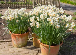 Jak dbać o narcyza w doniczce? Pamiętaj o tych regułach, a będzie długo cieszył oko