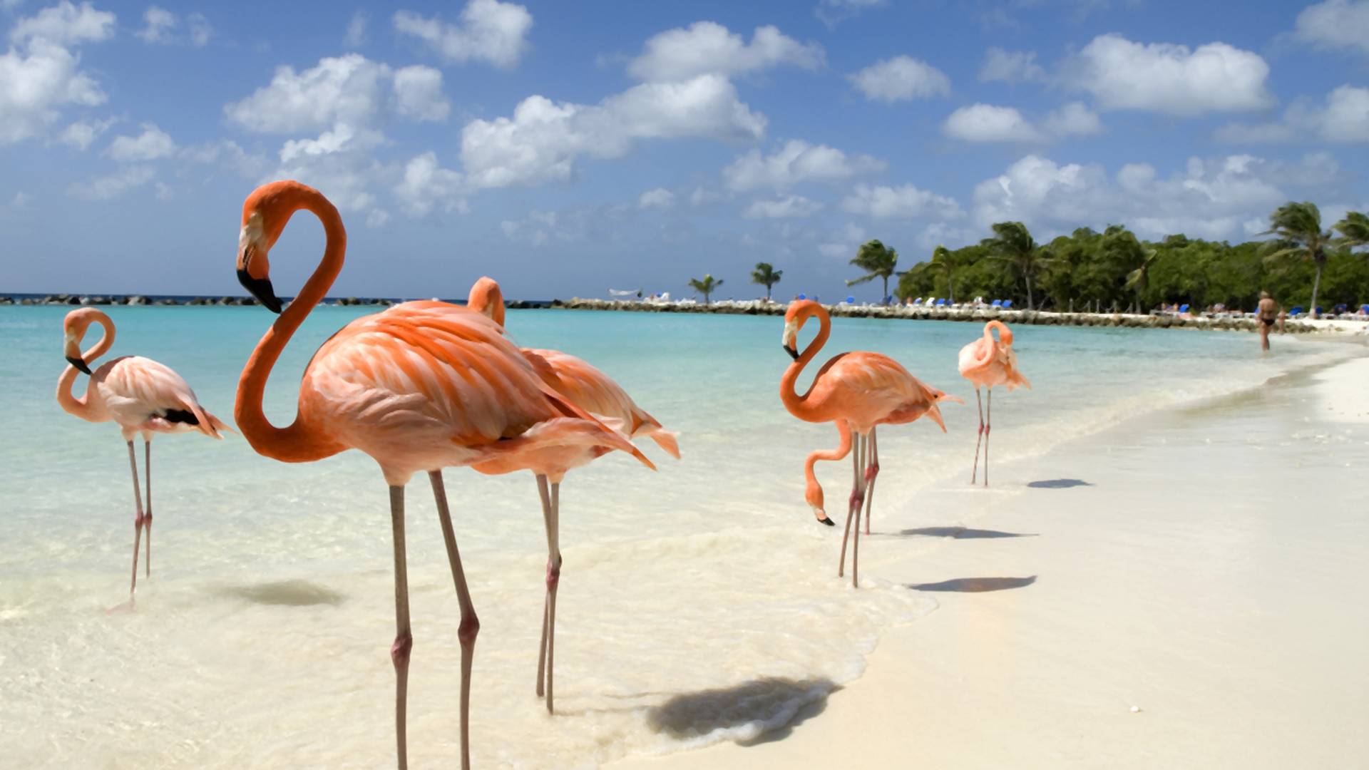 Myślisz o zmianie pracy? Możesz zostać opiekunem flamingów na Bahamach