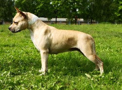 Mieszaniec amstaffa rzucił się na dziecko. Na oczach matki