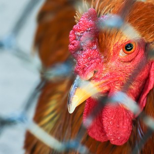 Terjed a H7N9 madárinfluenza: halálos áldozatokat szedett