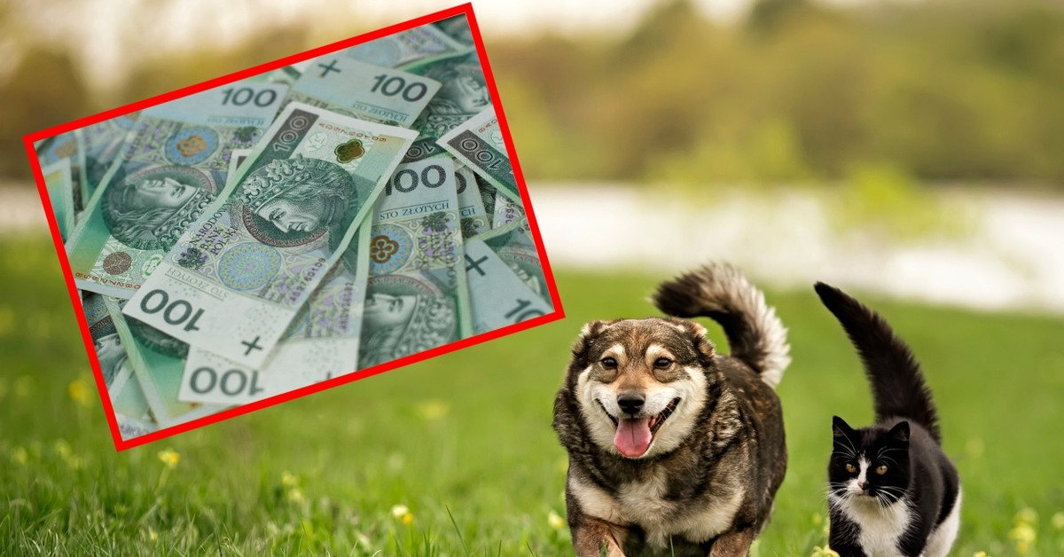 500 plus na psa i kota 2025. Kto może się starać o dofinansowanie? Jakie warunki trzeba spełnić, żeby otrzymać 500 plus dla zwierząt? Jaki wniosek złożyć?