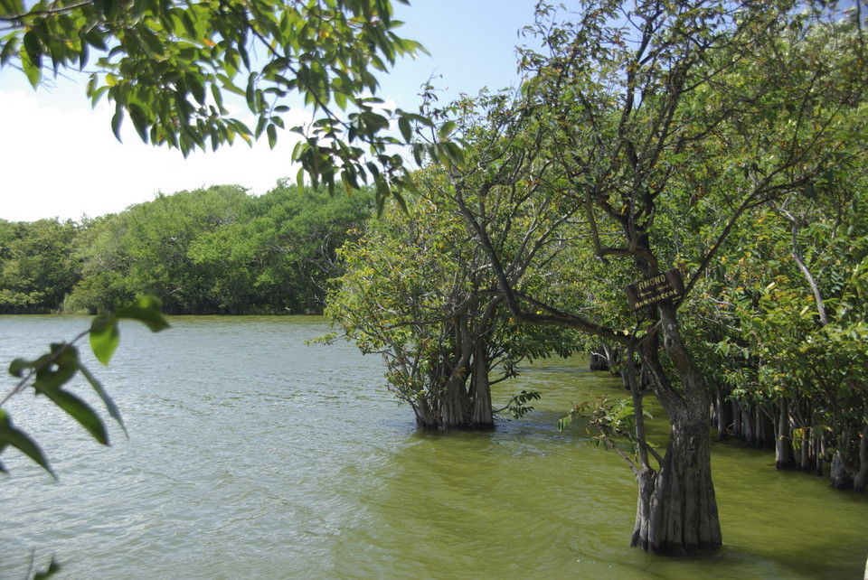 Mangrowce na Ometepe