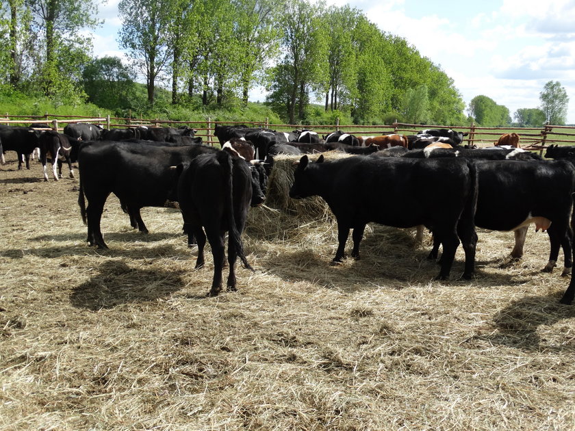 Stado liczące ok. 170 dziko żyjących krów w gminie Deszczno