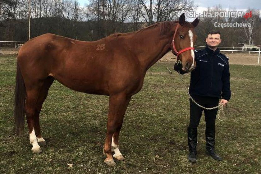 Opus i Widim nowe konie w policji