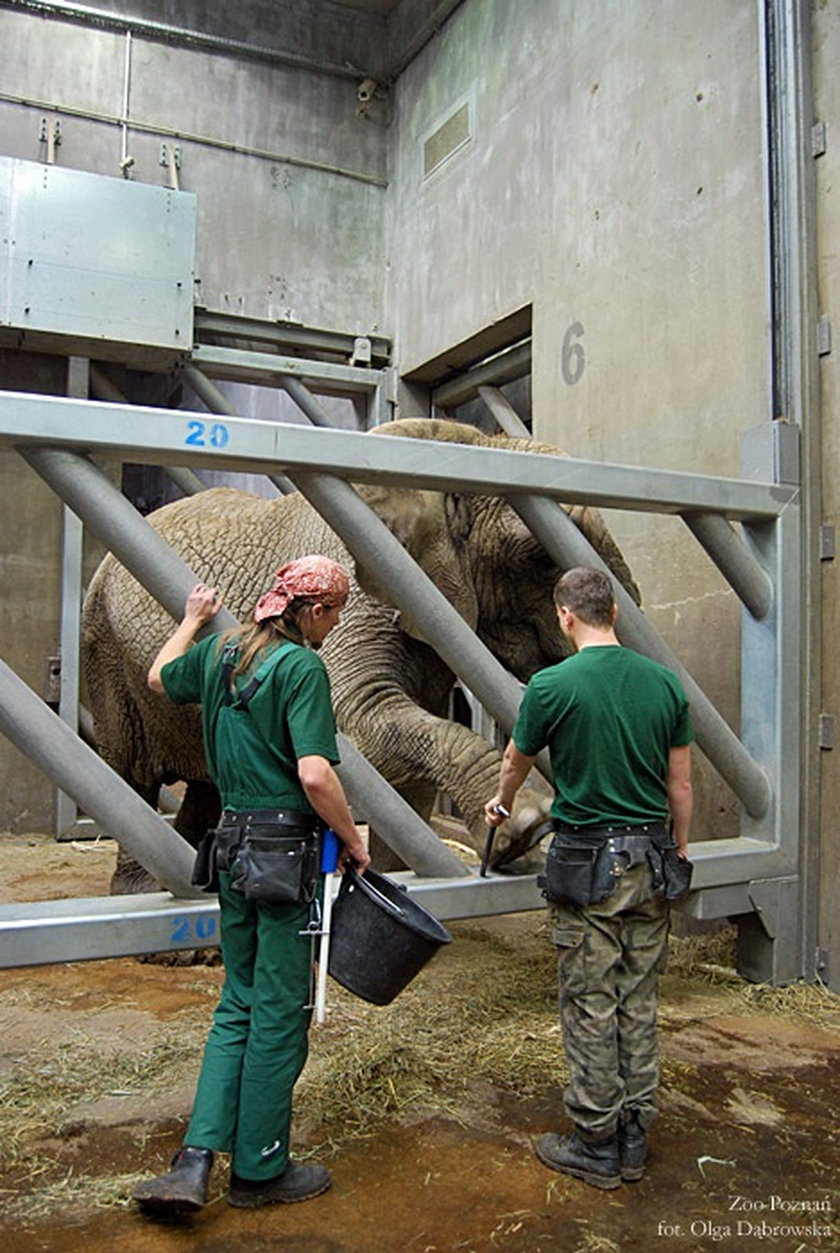 Słonie trenują w zoo