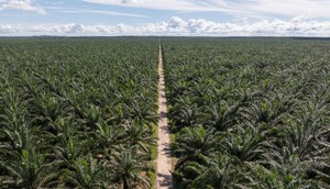 The Tibecocha plantation stretches across 17,000 acres of what was once rainforest.Florence Goupil for Business Insider