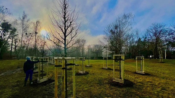 Prace przy drzewach nadzoruje prof. Monika Ziemiańska