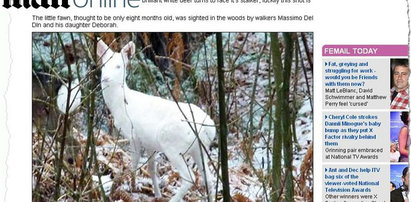 Jelonek albinos wędruje po włoskich lasach