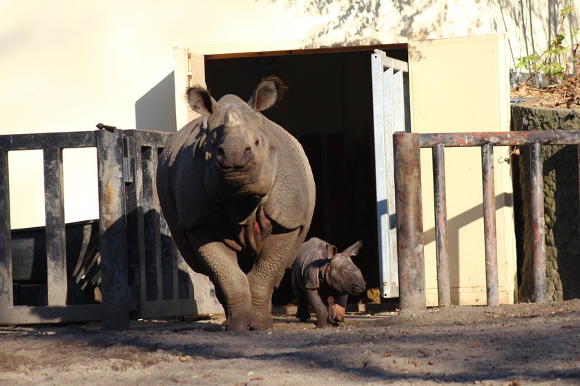 Rodzina nosorożców z Warszawskiego ZOO