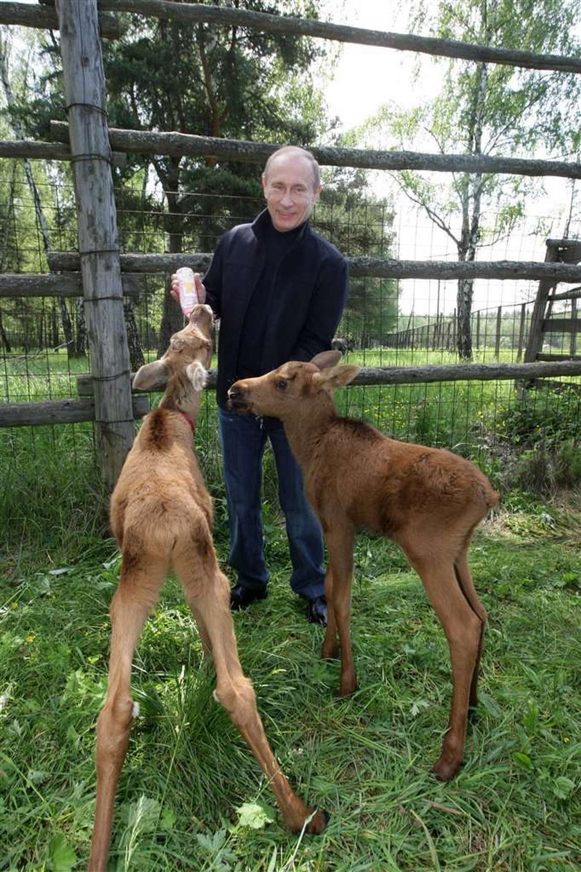 Putin karmi łosia. ZOBACZ