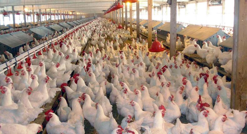 Ever thought of starting poultry business on a small scale? Here's how [makemoney]