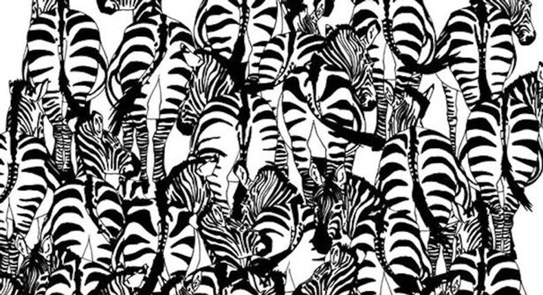 Can you find the Badger within these Zebras?