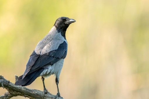 Wrona siwa (Corvus cornix) 