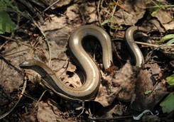 Wygląda groźnie, ale czy jest niebezpieczny? Po tym odróżnisz go od węża