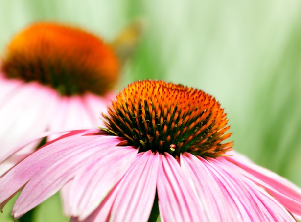 Naukowcy przekonują, że echinacea nie jest odpowiednia dla dzieci poniżej 12. roku życia