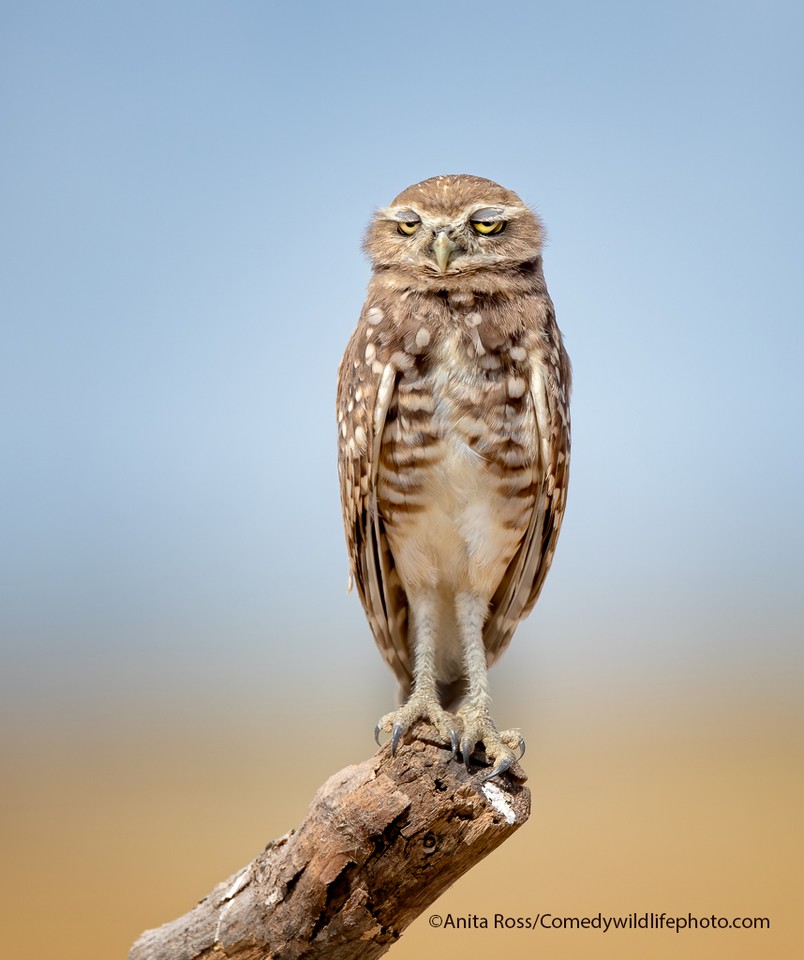 Comedy Wildlife Photography Awards 2021. Najzabawniejsze zdjÄ™cia