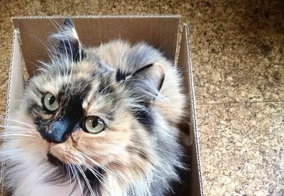 Koty uzależnione od chowania się w pudełkach i innych pojemnikach. To ich najlepsze zabawki