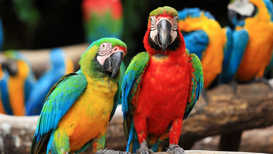 Na świecie występuje około 400 gatunków papug - santiphoto/stock.adobe.com
