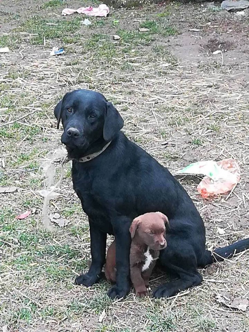 Ženka labradora koja je ubijena iimala je dvomesečno štene 