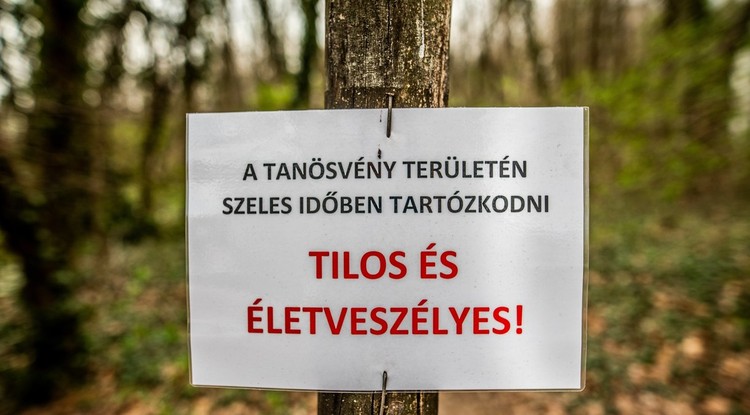 Életveszélyessé vált egy hazai erdő egy gombás fertőzés miatt