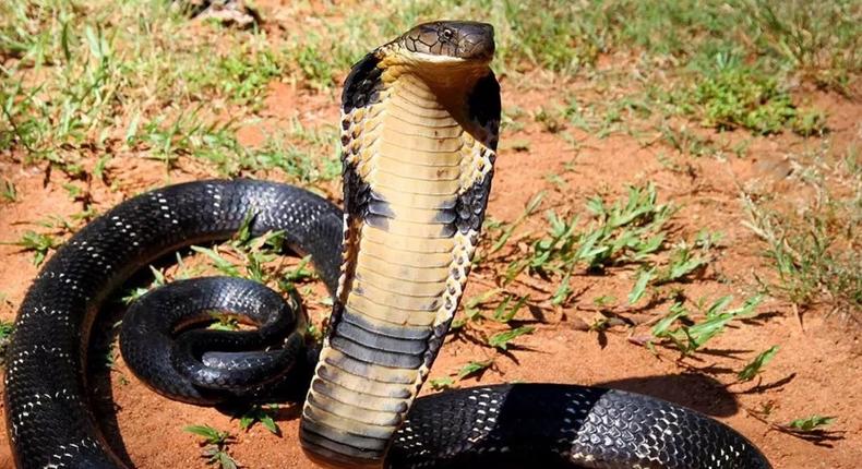 2 deadly venomous snakes found in package at post office