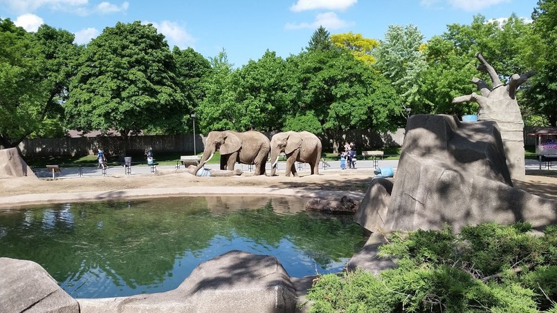 zoo zwierzęta słonie