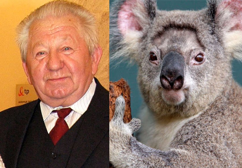 Gucwiński & miś koala