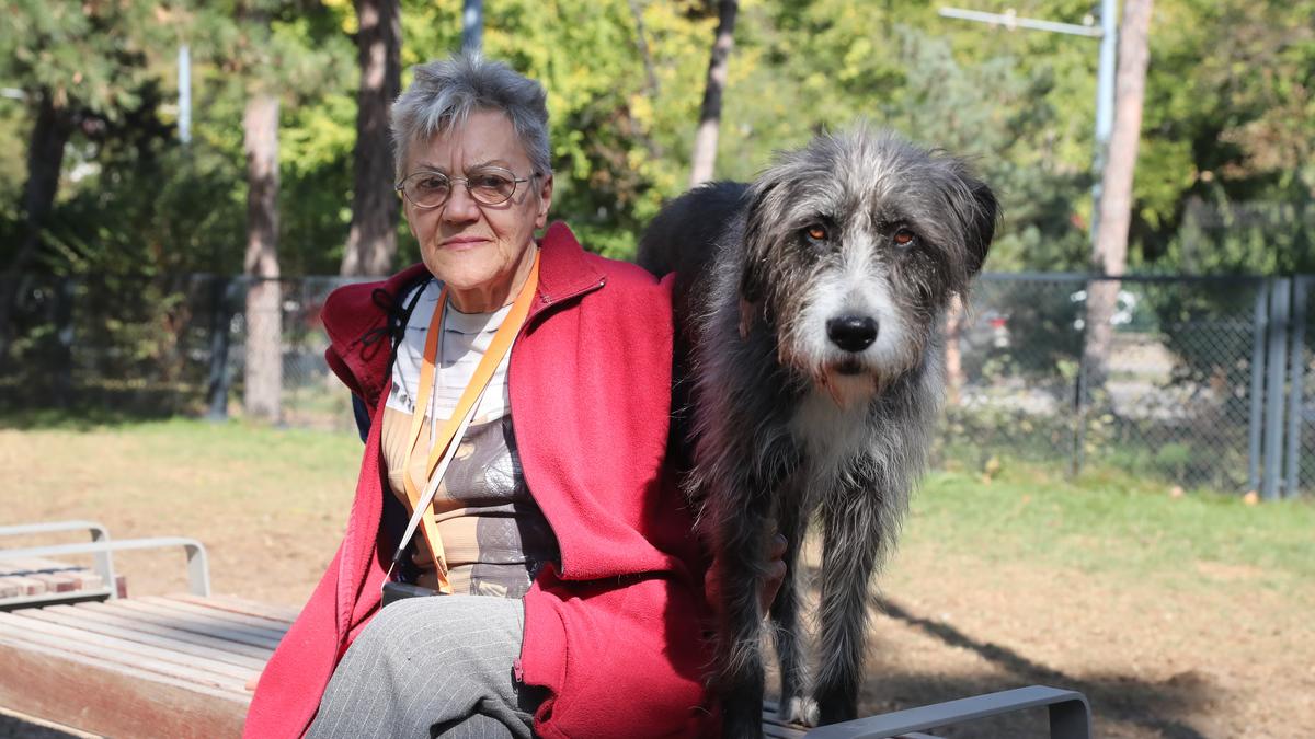 Kiderült: a magyaroknál nincs nagyobb kutyaimádó - Blikk