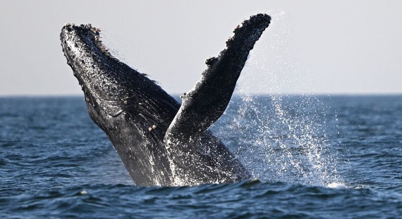 The humpback whale that landed on a boat off of New Hampshire may have just been fishing.MAURO PIMENTEL/AFP/Getty Images