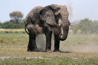 Słonie różne, lecz znaki podobne