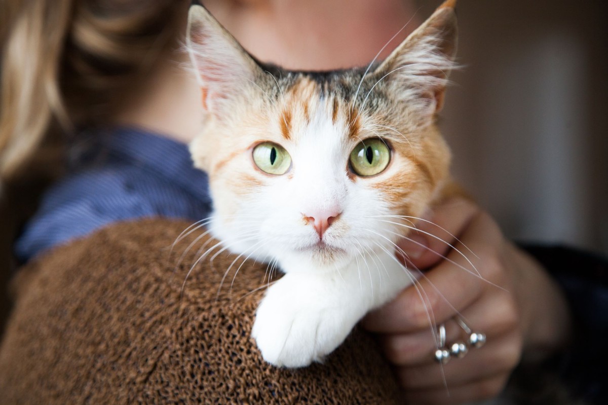 Dlaczego koty tak często chorują na nerki? Naukowcy odkryli możliwą przyczynę