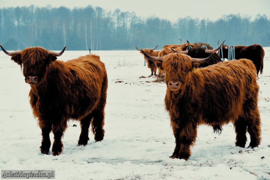 Highland Cattle