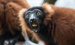 Lemur z łódzkiego zoo odbuduje ginący gatunek!