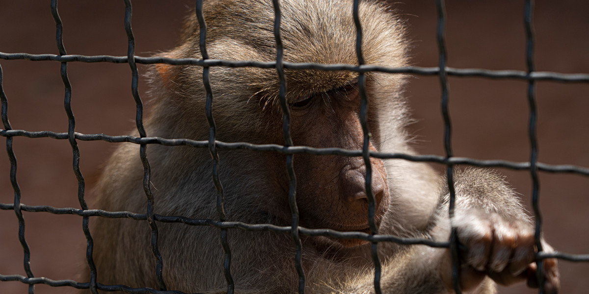 Małpy mogły być narażone na "ekstremalne cierpienie” podczas testowania chipów dla Neuralink. Zdjęcie ilustracyjne. 