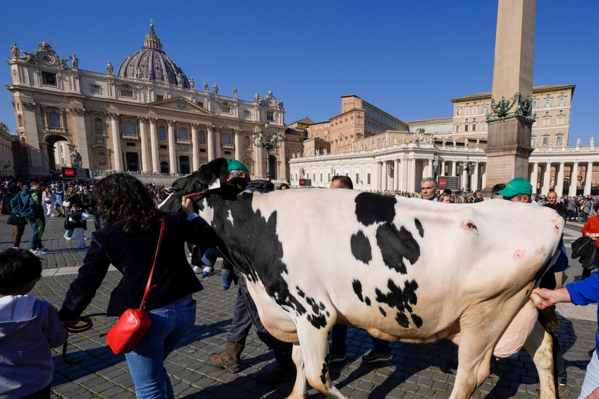 Papa Franja dobio kravu od farmera
