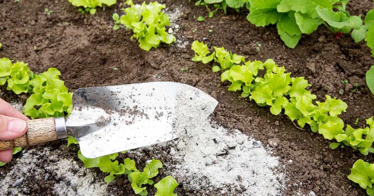 Popiół drzewny - pod jakie rośliny? Jak stosować popiół drzewny? Jak zrobić nawóz z popiołu drzewnego?