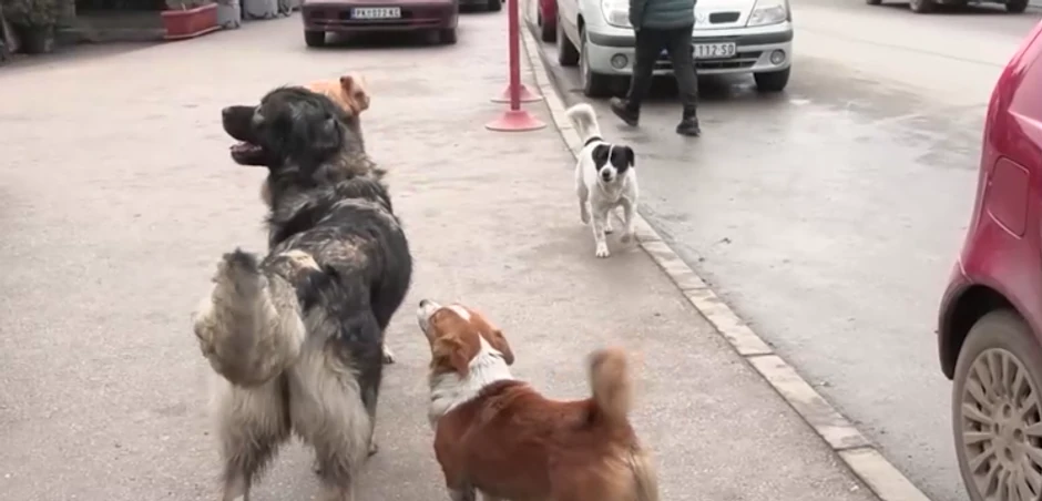 Psi lutalice u Prokuplju