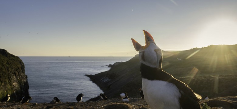 Zamieszkaj na rajskiej wyspie za darmo. Jest tylko jeden, nietypowy warunek