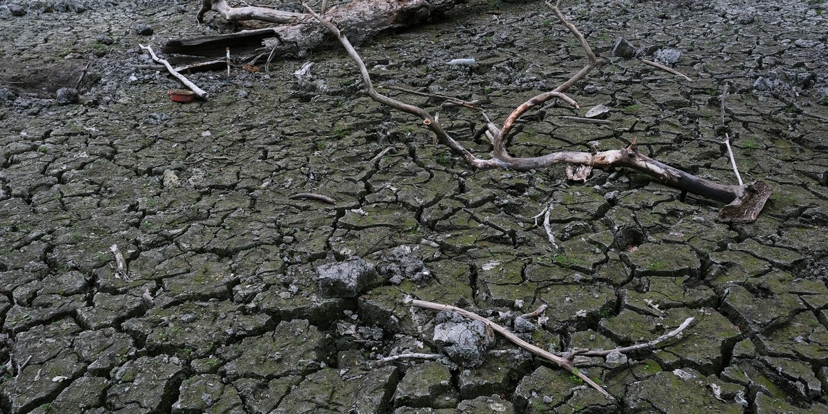 Są województwa, np. wielkopolskie, gdzie szkody oszacowano na ponad 630 mln zł, a przyznane odszkodowania sięgają 278 mln zł. Jeszcze gorzej jest w mazowieckim – tu rolnicy wnioskowali o ponad 271 mln zł, a wypłacono im dotąd zaledwie 78,6 mln zł.