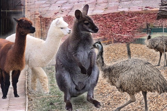 (FOTO, VIDEO) KENGUR DRAGAN SKUĆIO SE KOD NIŠA! Vlasnik se odselio, a njega ostavio: Ali tu je našao drugare neobičnih subina  - napuštene posle razvoda ili stiglih kao poklon iznenađenja