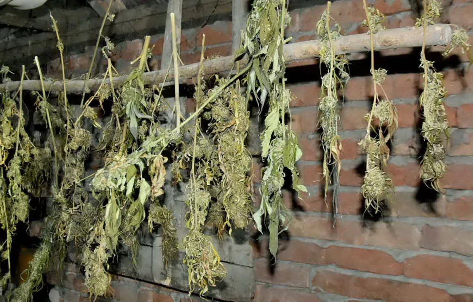 Zaplenjena marihuana