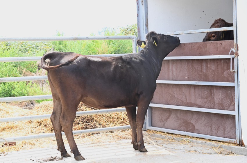 Wagyu krave: Najskuplja vrsta govedine na svetu