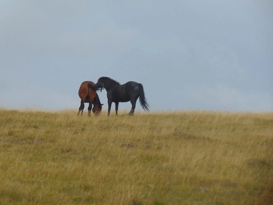 Nedaleko od centra Zlatibora